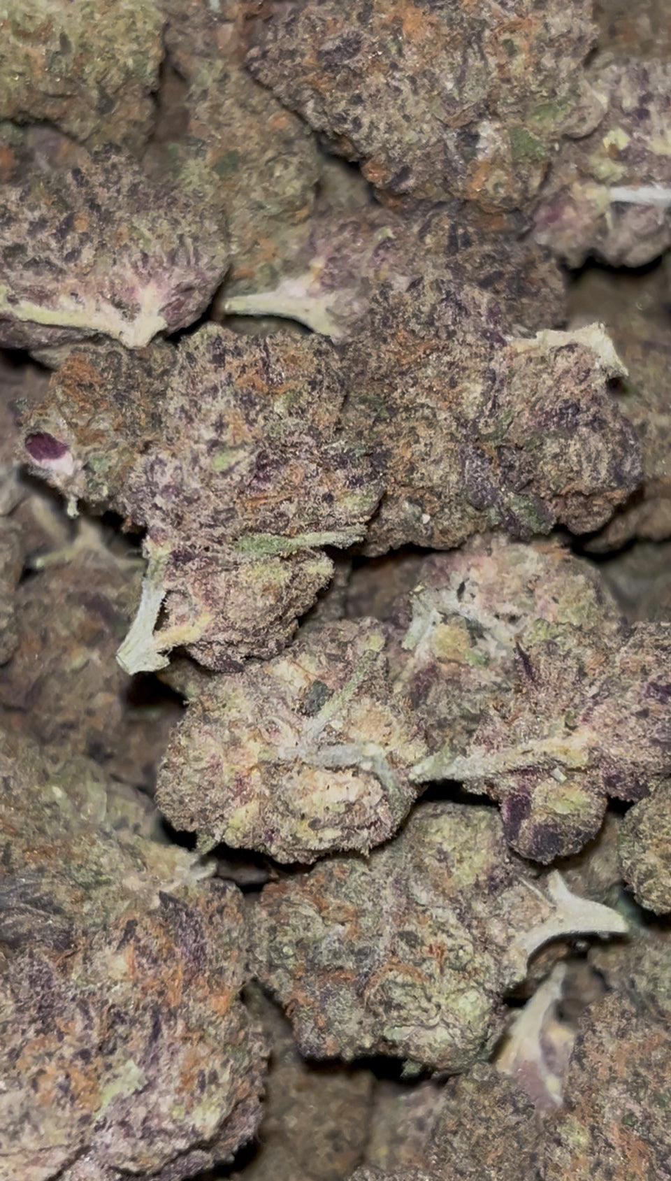 White Cherry Gelato
