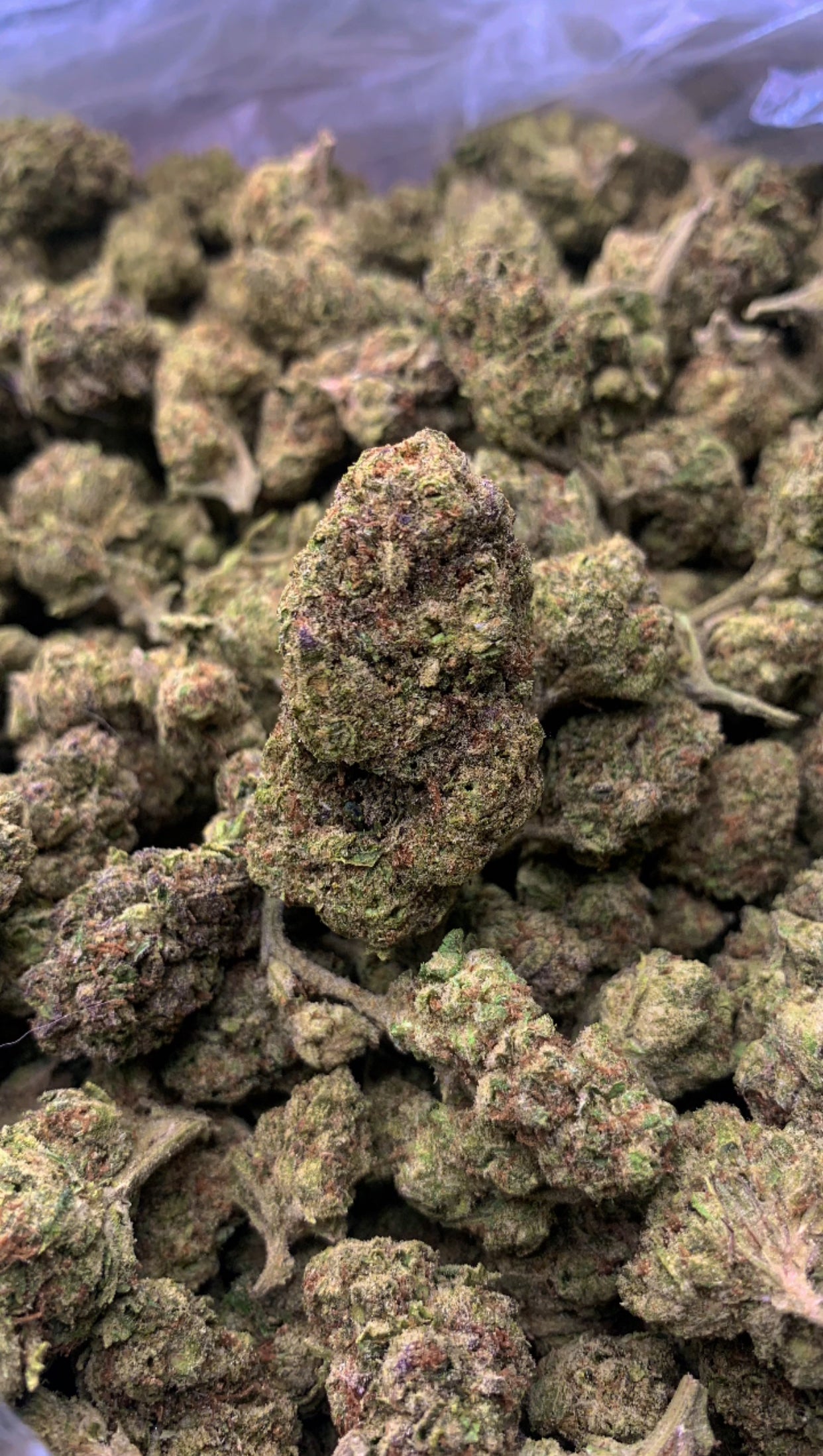 GARLIC BREATH